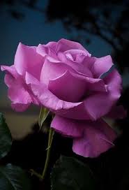 Pure Beauty Beautiful Roses Love Flowers Pretty Flowers