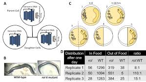 An organism that receives recombinant dna a. Chemotaxis Based Enrichment For Transgenic Animals Containing The Rol 6 Marker