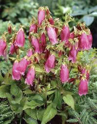 Campanula Punctata Hot Lips Bell Flower From Van Bloem Gardens Campanula Punctata Flowers Little Garden
