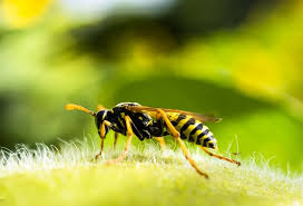 Unterschiede Zwischen Bienen Und Wespen Bee Careful