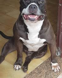 Canil De Mastim Napolitano Em Sp Pin Em Canil Pit Bully