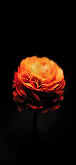 Marigold Flower Wallpaper Wallpaper Iphone Android Background Followme Flower Wallpaper Marigold Flower Flowers