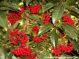Image result for Ardisia