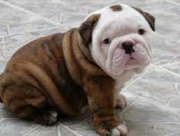 Up to date on all shots. English Bulldog Puppies For Adoption Louisiana Sportsman Classifieds La