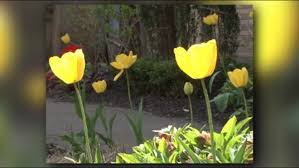 Check spelling or type a new query. Western New Yorker Spends 10 000 On Flowers To Help Hamburg Farm Wgrz Com