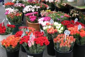 We did not find results for: Red Flowers In French Flower Market Photograph By Carla Parris