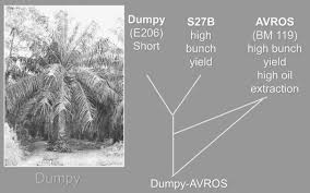It is critical to the food security of the people who depend on it thanks to its unique nutritional properties. Breeding And Genetics Of The Oil Palm Sciencedirect