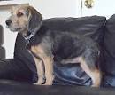 Beagle Terrier Mix: Lifespan, Training, and Health Issues