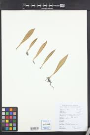 Image result for Loxogramme latifolia