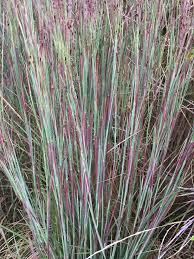 Image result for Schizachyrium