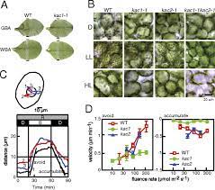 Chloroplasts are organelles found in plant cells that aid in conducting photosynthesis which is the primary source in which plants make their own food by converting carbon. Two Kinesin Like Proteins Mediate Actin Based Chloroplast Movement In Arabidopsis Thaliana Pnas