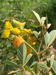 Image result for Asparagus flavicaulis