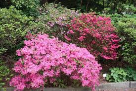 Botanical Garden Rhododendron Botanical Gardens Garden Plants