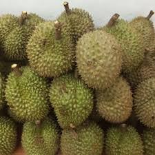 Sầu riêng ri 6, sầu thái ăn liền. Sáº§u Rieng Ri 6 Daklak Hoa Quáº£ Daklak