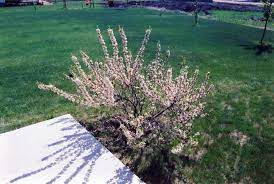 Western Sandcherry Prunus Besseyi At Salisbury Greenhouse And Landscaping Landscaping Trees Landscape Valley Nursery