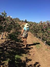 Apple valley apples, hurricane, utah. Volcan Valley Apple Farm Julian 2021 All You Need To Know Before You Go With Photos Julian Ca Tripadvisor