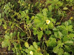 Image result for Pedalium