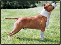 We have 1 male blue staffy pup left for sale deposits only ready to leave the 10th of february hes a stunning chunky pup 1st vaccination will be included ring or email for more details no time wasters. American Staffordshire Terrier Puppies And Dogs For Sale Jelena Dogshows