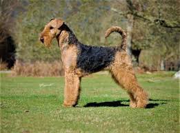 Check spelling or type a new query. Airedale Terrier Breed Notes