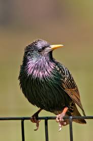 Black Bird With White Spots On Wings European Starling Sturnus Vulgaris Common Starling Beautiful Birds Starling