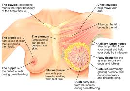 Muscles forming the chest wall, which aid in respiration. Breast Anatomy Archives Page 2 Of 2 Anatomy Note