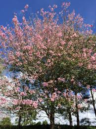 Pink florida flowering trees identification. Name That Plant Walter Reeves