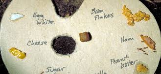 And they also speed the decomposition of organic material, such as leaves and dead insects, thereby fertilizing plants. What Do Fire Ants Eat Ant Pests