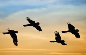 Carnaby S Black Cockatoo Western Australia Photography By Marc Russo Australian Fauna Cockatoo Bald Eagle