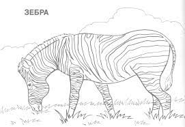 Realistic Animal Coloring Pages Coloringnori Coloring Pages For Kids