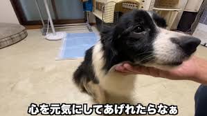 心を元気にしてあげたい』元繁殖犬のワンコに降り注ぐおっさんの愛「泣けてくる」「すごく素敵なパパに出会えたね」 - Yahoo! JAPAN