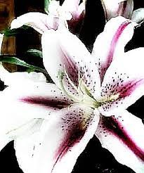 Gorgeous Maroon And White Lily Http Upload Wikimedia Org Wikipedia Commons C C6 Decemberlilies2 Jpg Pretty Flowers Love Lily Lily