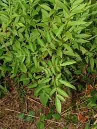 Image result for Physotrichia atropurpurea