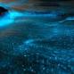 Bioluminescence Paddle