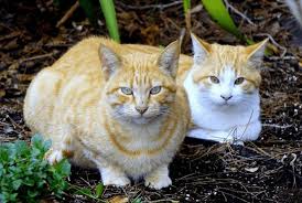 Average rating:3out of5stars, based on2reviews2ratings. Community Cat Resources Purrfect Pals