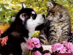 Résultat de recherche d'images pour "photo de chat trop mignon"