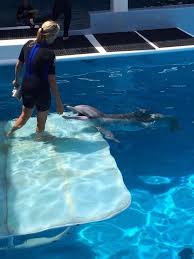 Photo Uploader For Pinterest Clearwater Marine Aquarium Marine Biology Marine Biology Jobs