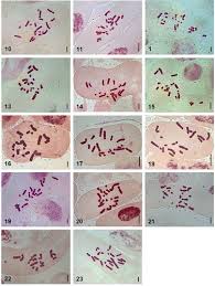 Image result for Dipcadi longifolium