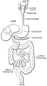The first major abdominal aortic branch and typically bifurcates into the common hepatic (ch), left gastric (lg), and splenic arteries (sa) within 3 cm of its origin. Digestive System Coloring Page Az Coloring Pages Digestive System Worksheet Digestive System Human Body Activities