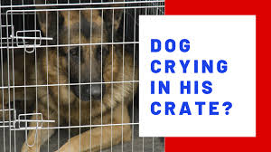 While no two dogs are the same, it can't be denied, that the vast majority of puppies are going to be energetic animals. What To Do When Your Puppy Won T Stop Crying In His Crate Thedogtrainingsecret Com Thedogtrainingsecret Com