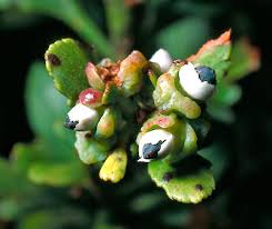 Image result for Phyllocladus