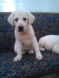 A silver lab puppy is actually a faded chocolate lab. Ohio English Lab Breeders