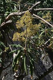 Image result for Solanecio mannii