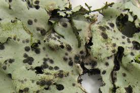 Image result for Ochthocharis