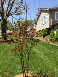 Leaves near stem tips turn brown shows tip blight a tip blight caused by a fungus sometimes attacks crape myrtles. Crepe Myrtle Dying 452818 Ask Extension