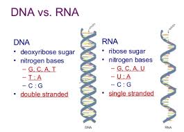 Uracil in dna can arise either through the deamination of cytosine to form mutagenic u:g mispairs, or through the incorporation of dump by dna polymerase to form u:a pairs. What Are The Nitrogenous Bases Of Dna And Rna Quora