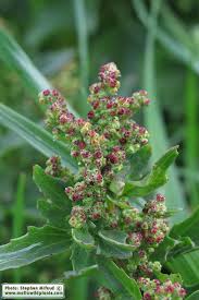 Image result for Chenopodiastrum