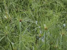 Image result for Cyperus dives