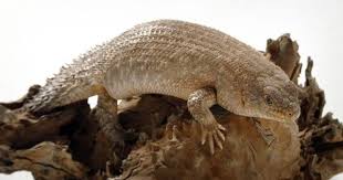 Black And White Lizard Australia Gidgee Skink With White Background White Background Lizard Background