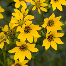 Image result for Lysimachia djalonis
