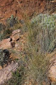 Image result for Heteropogon contortus